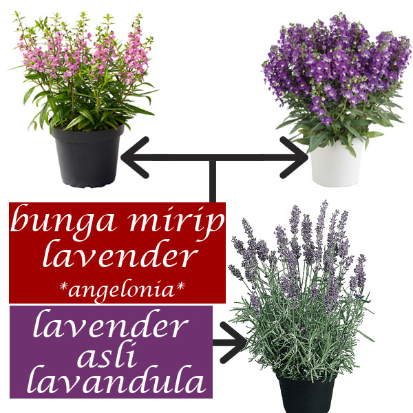 Detail Gambar Bunga Lavender Lokal Nomer 16