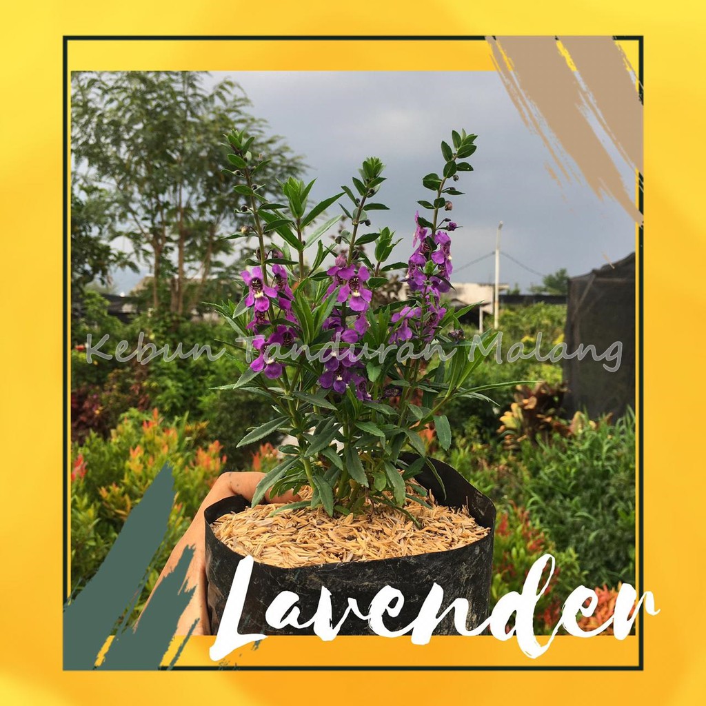 Detail Gambar Bunga Lavender Lokal Nomer 45