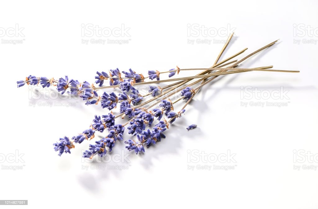Detail Gambar Bunga Lavender Putih Nomer 35