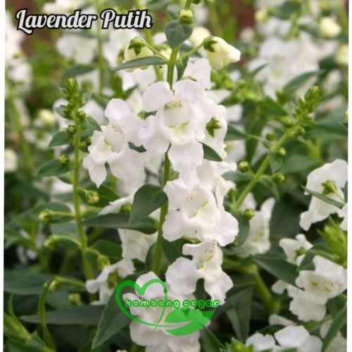 Detail Gambar Bunga Lavender Putih Nomer 6