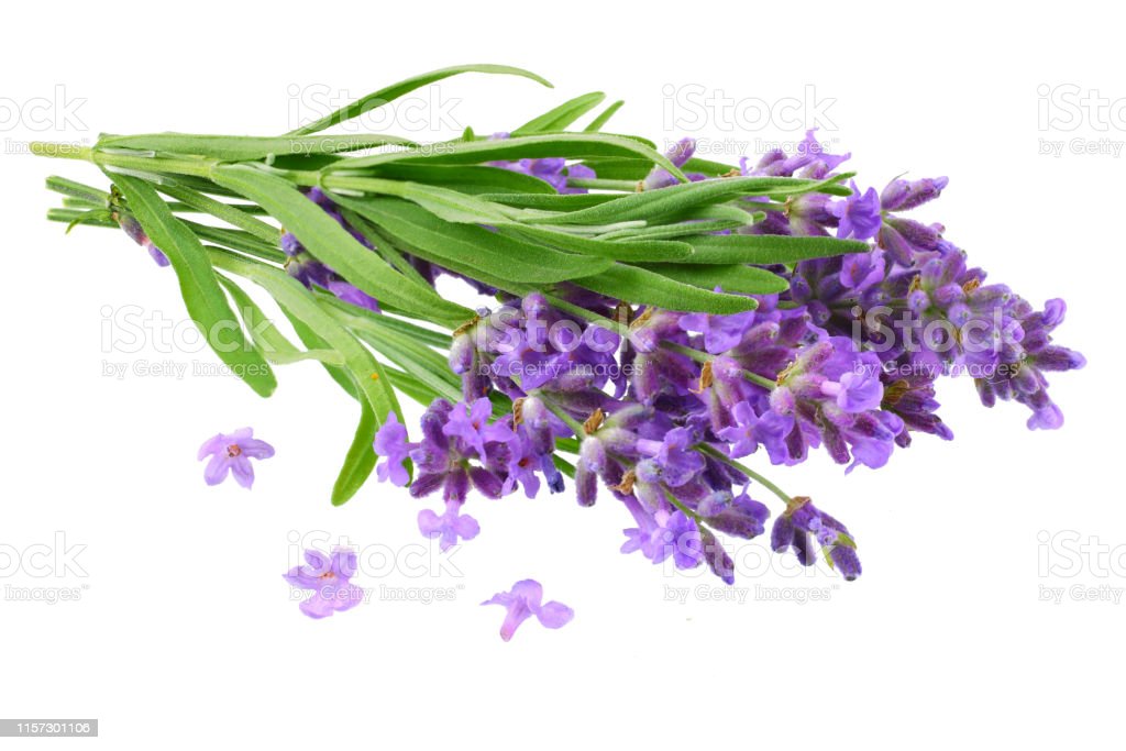Detail Gambar Bunga Lavender Putih Nomer 53