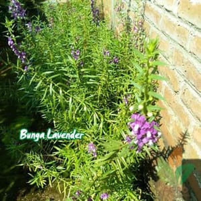 Detail Gambar Bunga Lavender Ungu Nomer 22