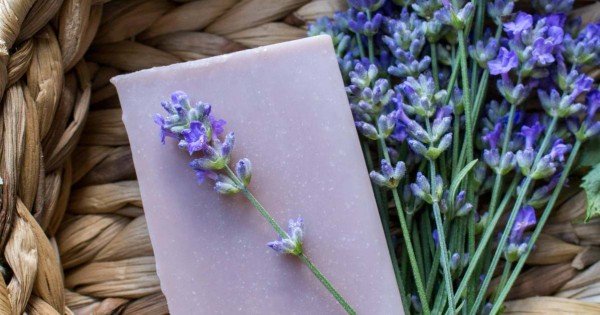 Detail Gambar Bunga Lavender Ungu Nomer 30