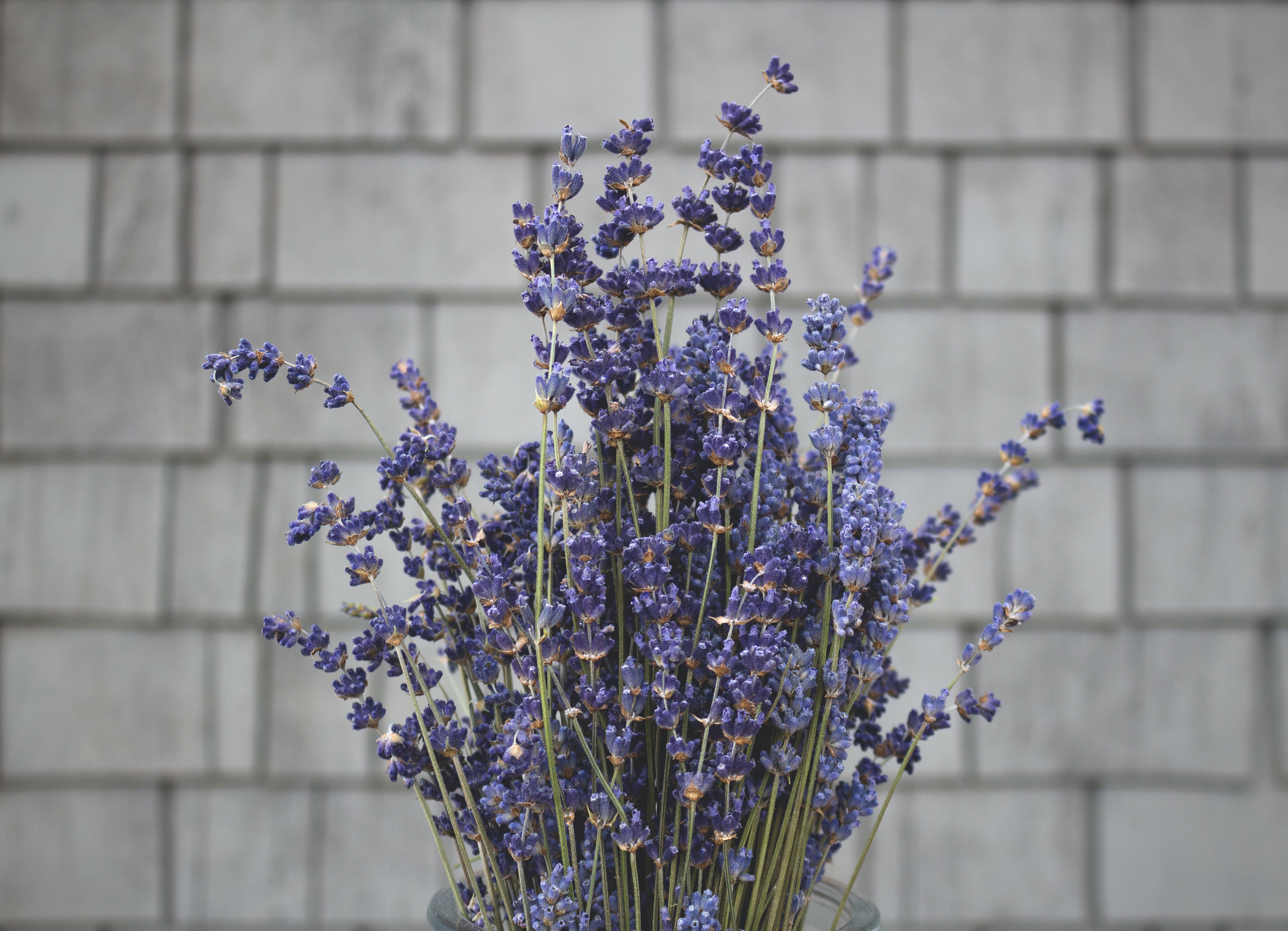 Detail Gambar Bunga Lavender Ungu Nomer 8