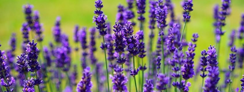 Detail Gambar Bunga Lavender Yang Cantik Nomer 17