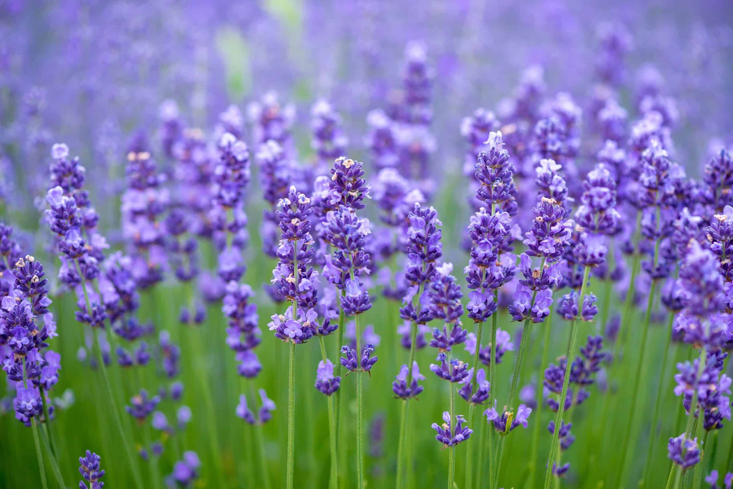 Detail Gambar Bunga Lavender Yang Cantik Nomer 3