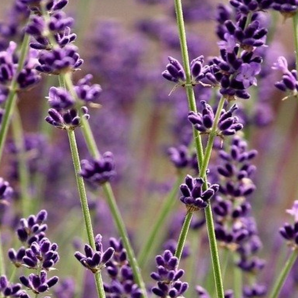 Detail Gambar Bunga Lavender Yang Cantik Nomer 35