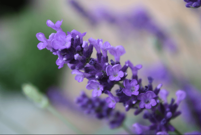 Detail Gambar Bunga Lavender Yang Cantik Nomer 40