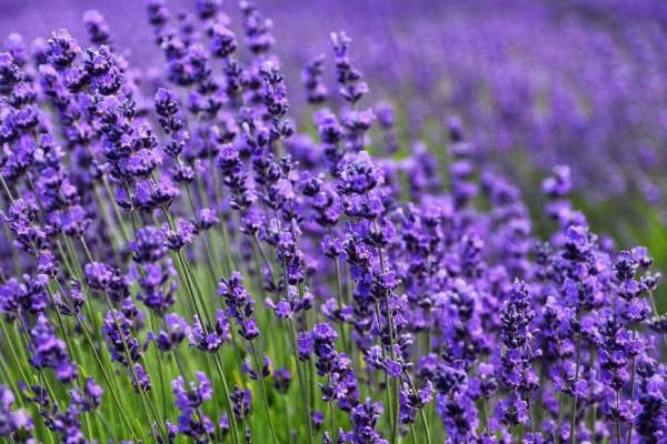 Detail Gambar Bunga Lavender Yang Cantik Nomer 10