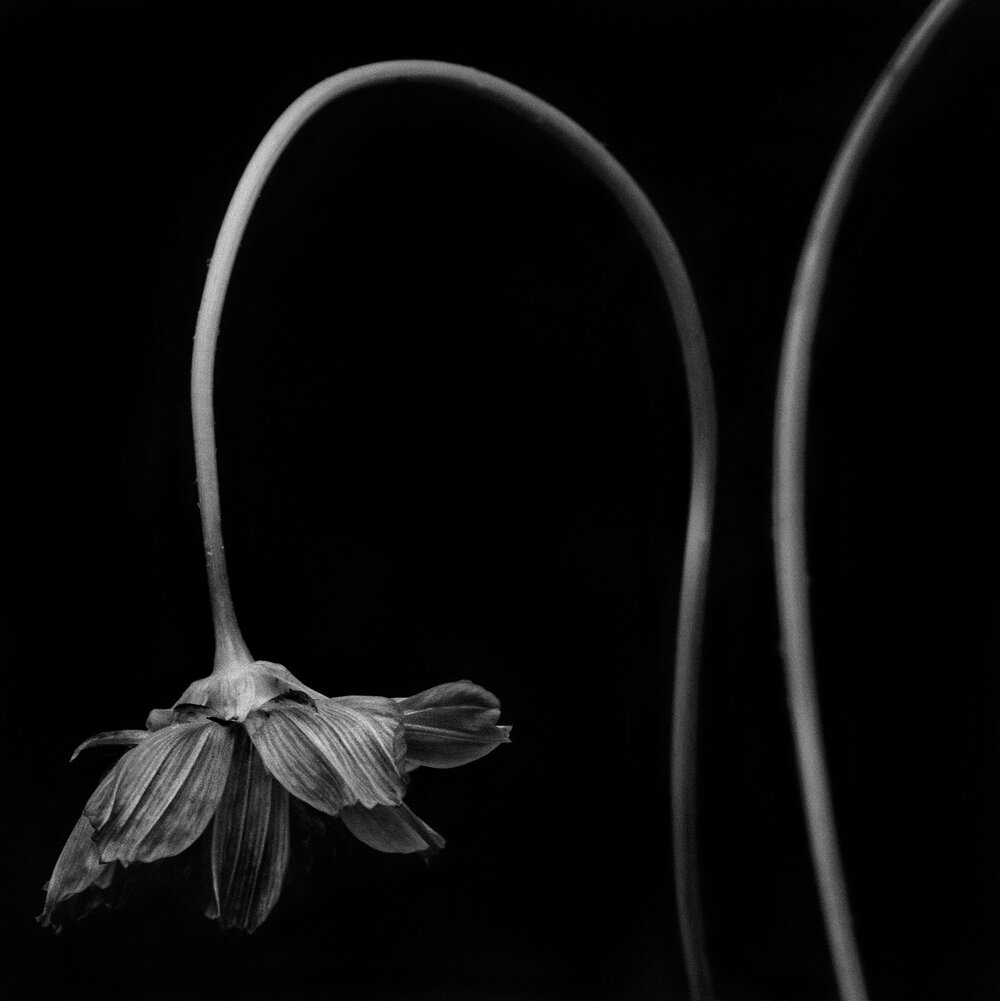 Detail Gambar Bunga Layu Hitam Putih Nomer 37