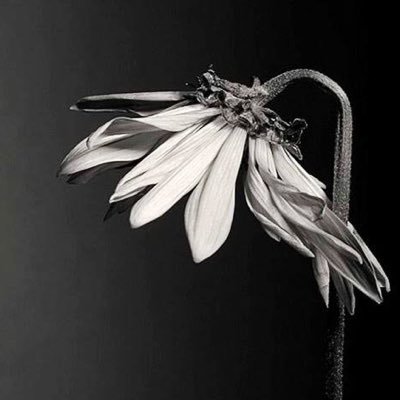 Detail Gambar Bunga Layu Hitam Putih Nomer 7
