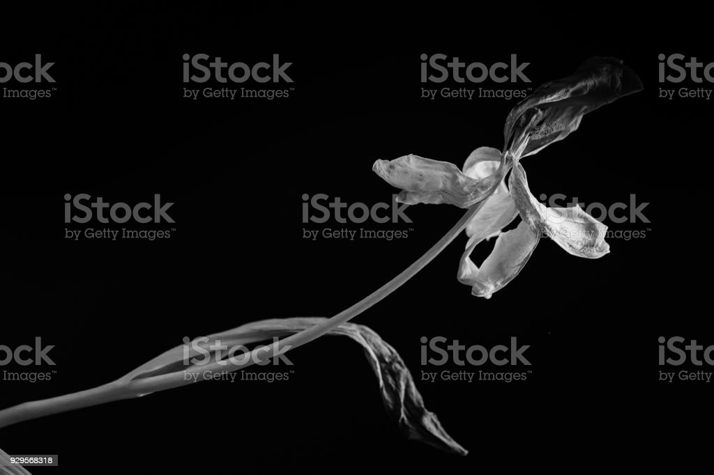 Detail Gambar Bunga Layu Hitam Putih Nomer 9