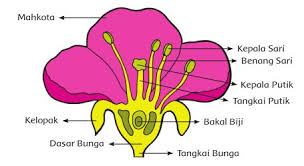 Detail Gambar Bunga Lengkap Nomer 29