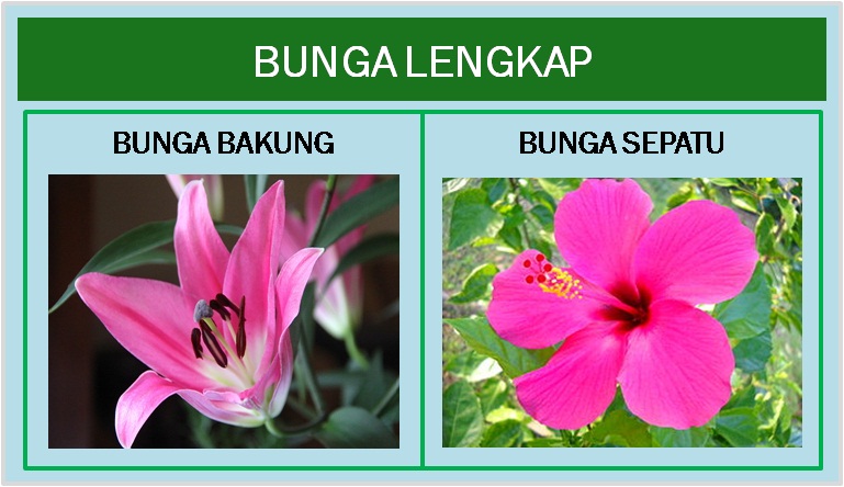 Detail Gambar Bunga Lengkap Nomer 7