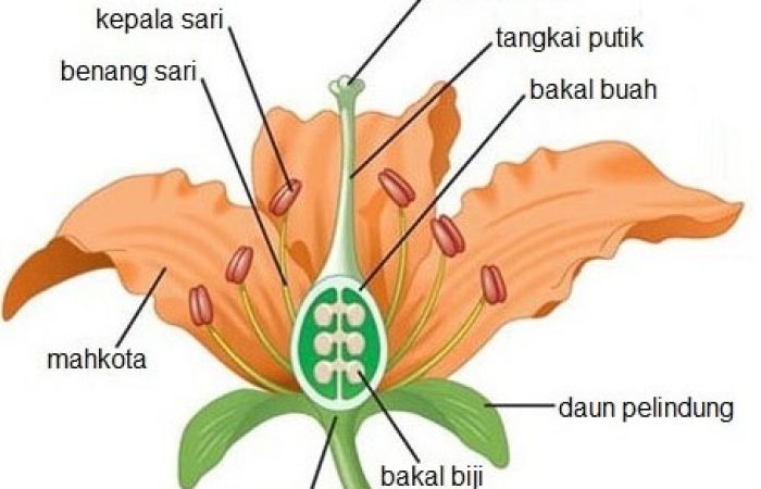 Detail Gambar Bunga Lengkap Dan Bagian Bagiannya Nomer 17