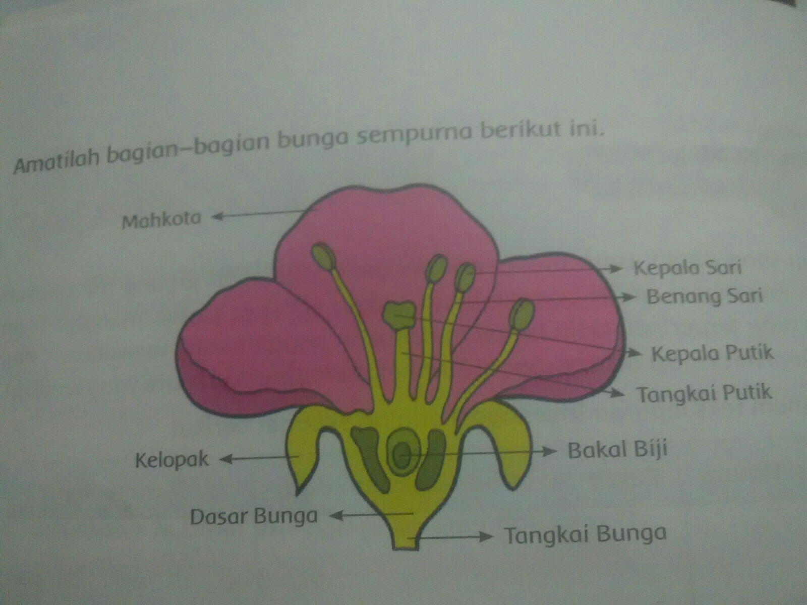 Detail Gambar Bunga Lengkap Dan Bunga Sempurna Nomer 11