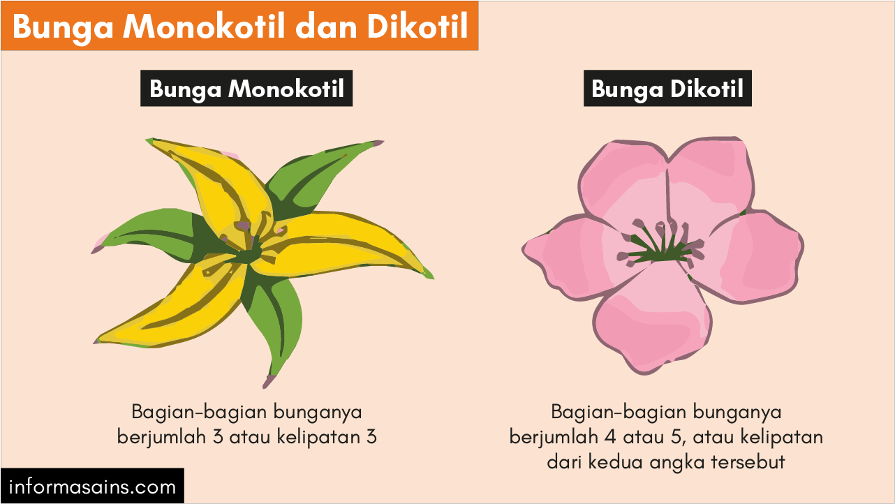 Detail Gambar Bunga Lengkap Dan Tak Lengkap Nomer 21