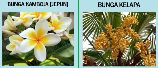 Detail Gambar Bunga Lengkap Dan Tak Lengkap Nomer 25