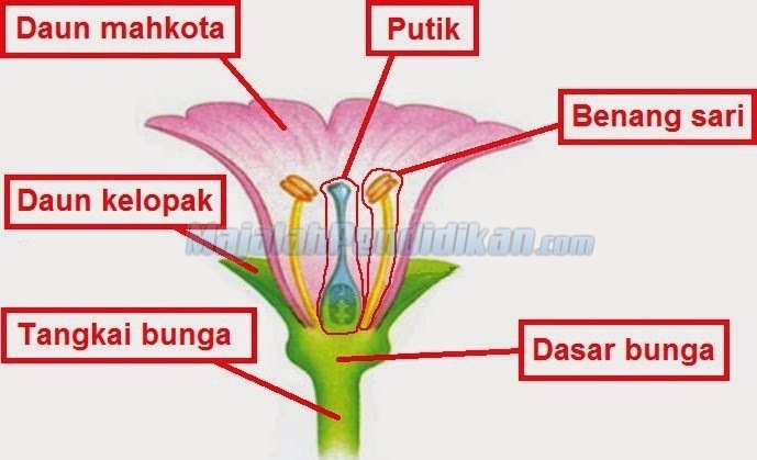 Detail Gambar Bunga Lengkap Dan Tak Lengkap Nomer 54