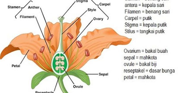 Detail Gambar Bunga Lengkap Dan Tidak Lengkap Nomer 4