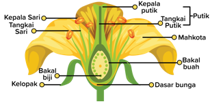 Detail Gambar Bunga Lengkap Dan Tidak Lengkap Nomer 51