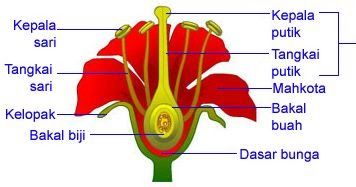 Detail Gambar Bunga Lengkap Dan Tidak Lengkap Nomer 54