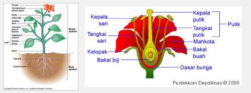 Detail Gambar Bunga Lengkap Dengan Nomer 48