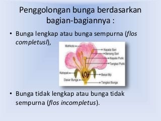 Detail Gambar Bunga Lengkap Dengan Bagian Bagiannya Nomer 22