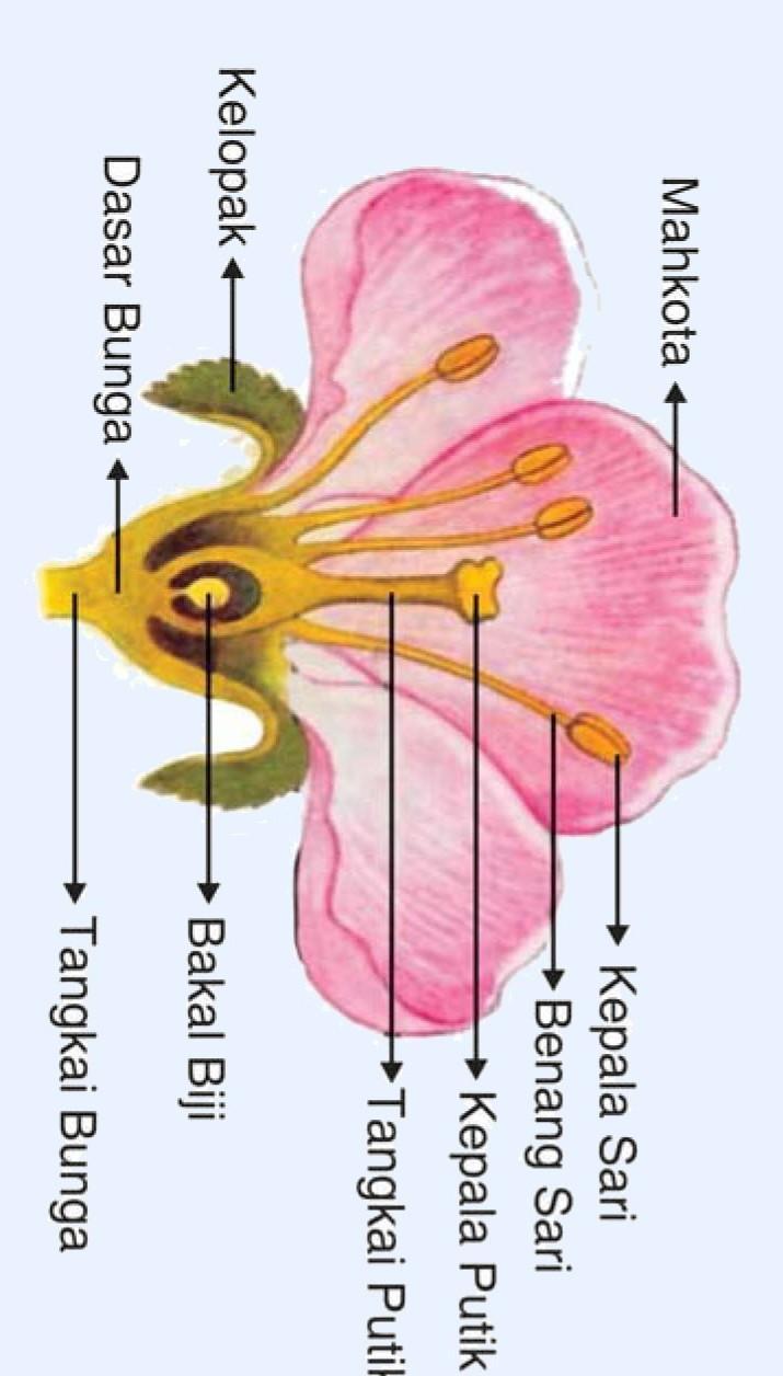 Detail Gambar Bunga Lengkap Dengan Bagian Bagiannya Nomer 43