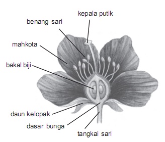 Detail Gambar Bunga Lengkap Dengan Bagian Bagiannya Nomer 44