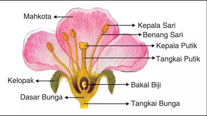 Detail Gambar Bunga Lengkap Dengan Bagian Bagiannya Nomer 7