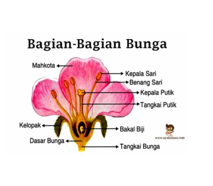 Detail Gambar Bunga Lengkap Dengan Bagian Nya Nomer 36