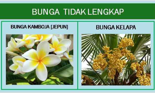 Detail Gambar Bunga Lengkap Dengan Bagian Nya Nomer 40