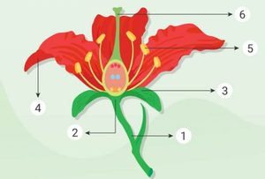 Detail Gambar Bunga Lengkap Dengan Bagiannya Nomer 48