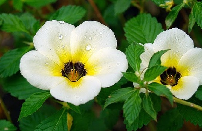 Detail Gambar Bunga Liar Yang Cantik Nomer 8