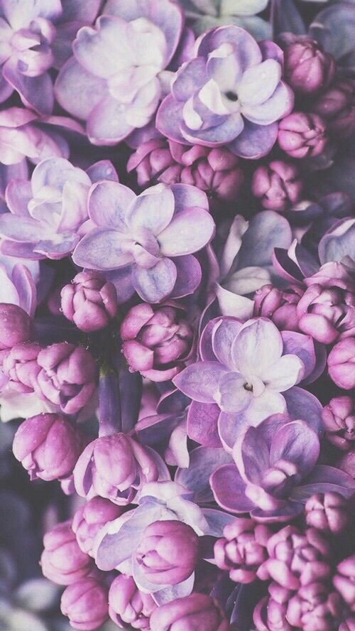 Detail Gambar Bunga Lilac Hd Nomer 19
