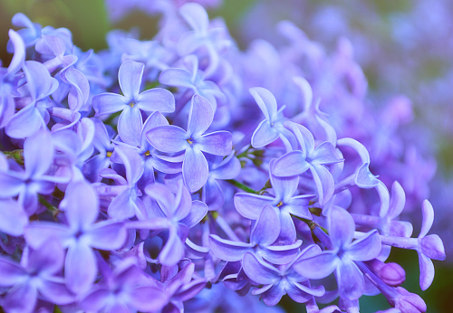 Detail Gambar Bunga Lilac Hd Nomer 54