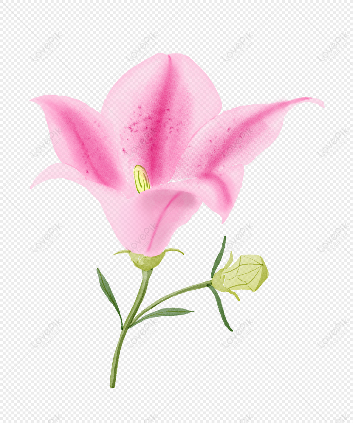 Detail Gambar Bunga Lili Bergerak Nomer 27