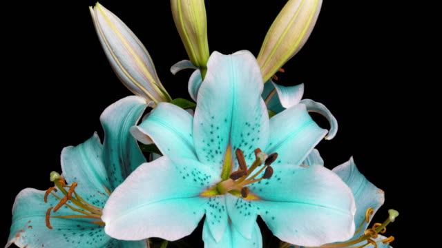 Detail Gambar Bunga Lili Bergerak Nomer 35