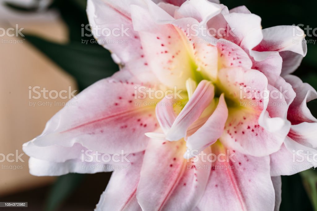 Detail Gambar Bunga Lili Berwarna Nomer 39
