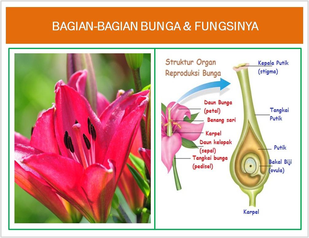 Gambar Bunga Lili Dan Bagian Bagiannya 49 Koleksi Gambar