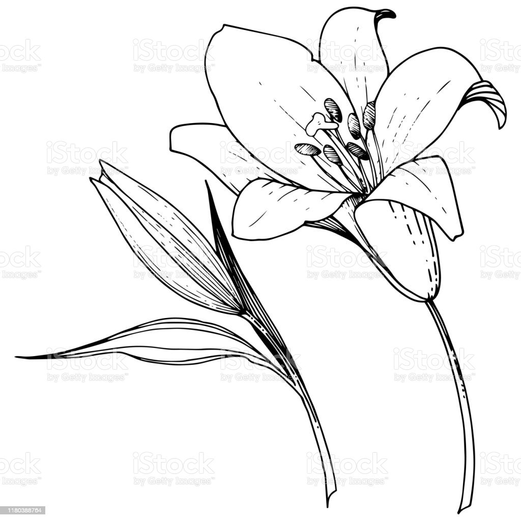 Gambar Bunga Lili Hitam Putih - KibrisPDR