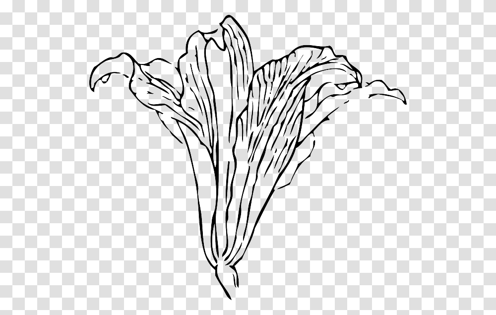 Detail Gambar Bunga Lili Hitam Putih Nomer 12