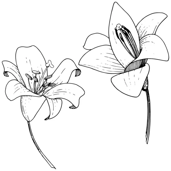 Download Gambar Bunga Lili Hitam Putih Nomer 18