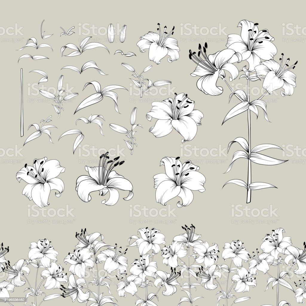 Detail Gambar Bunga Lili Hitam Putih Nomer 22
