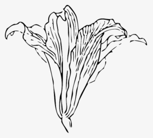Detail Gambar Bunga Lili Hitam Putih Nomer 23