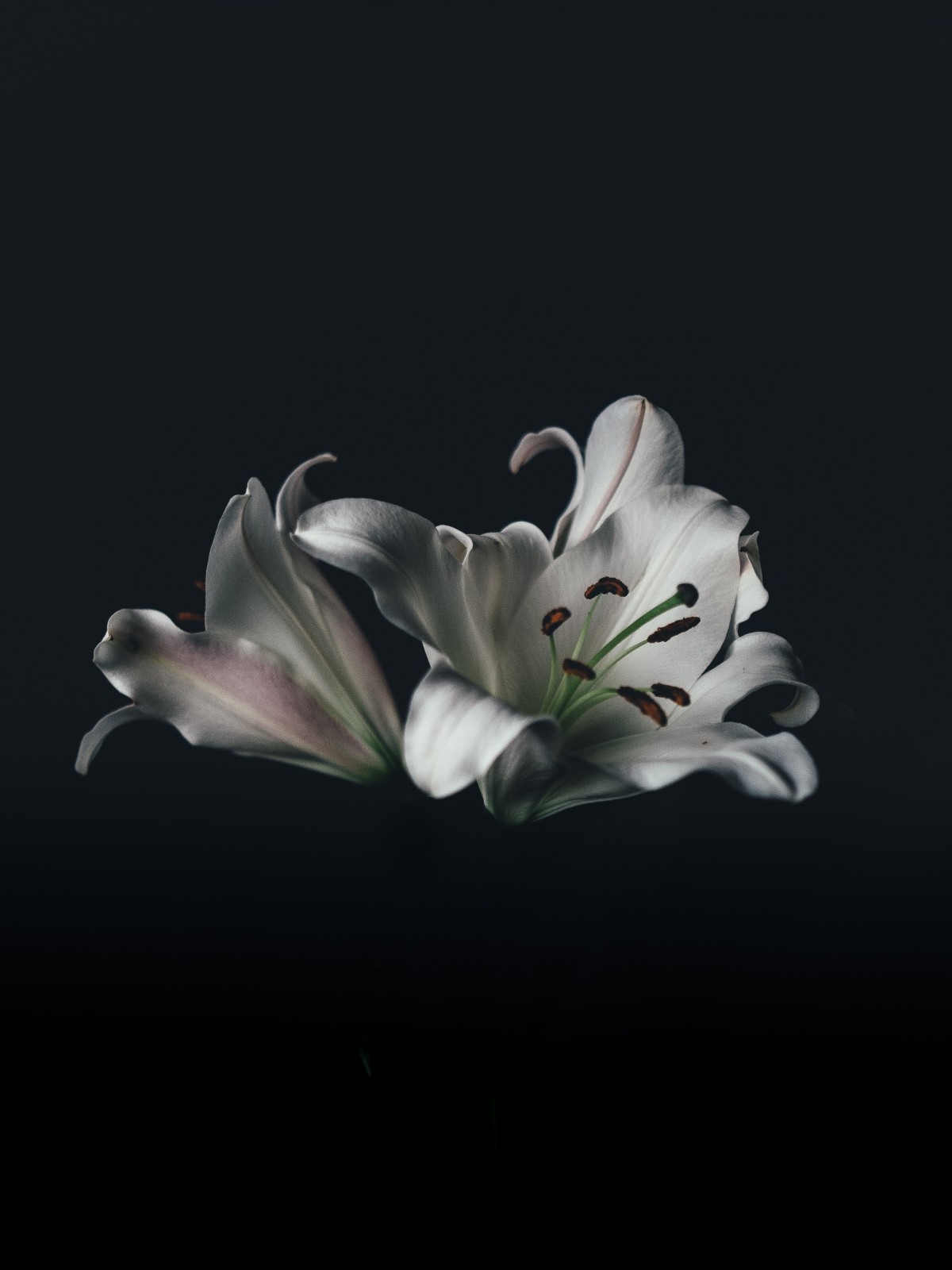 Detail Gambar Bunga Lili Hitam Putih Nomer 29