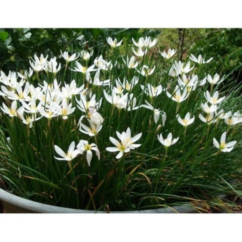 Detail Gambar Bunga Lili Hitam Putih Nomer 31