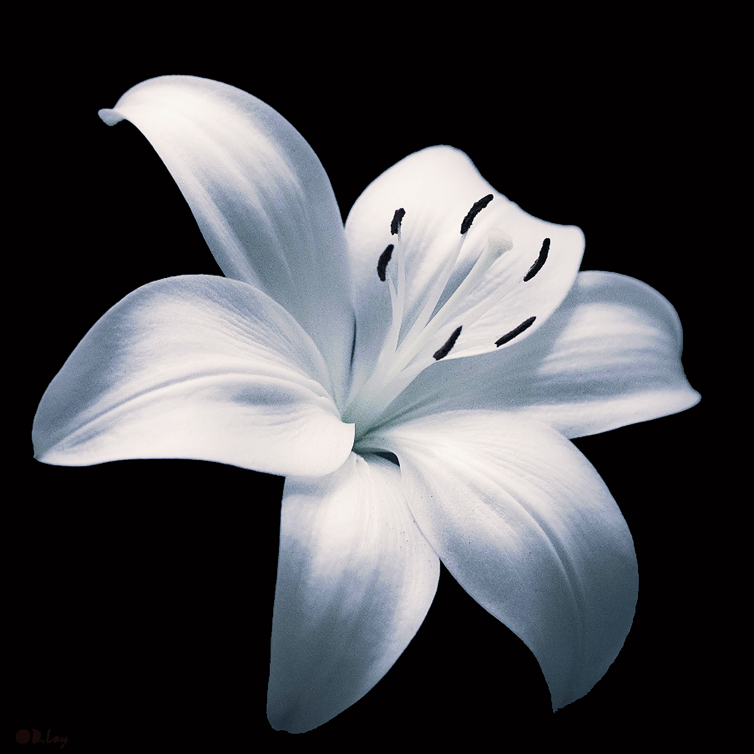 Detail Gambar Bunga Lili Hitam Putih Nomer 38