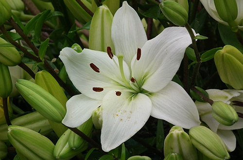 Detail Gambar Bunga Lili Hitam Putih Nomer 40